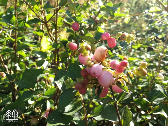 Symphoricarpos × doorenbosii   'Amethyst'